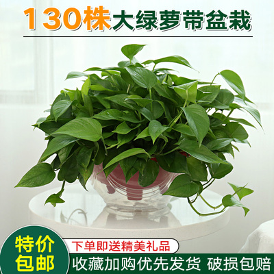 绿箩植物 室内 大绿萝长藤 垂吊