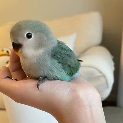 牡丹鹦鹉活鸟爱情鸟亲人