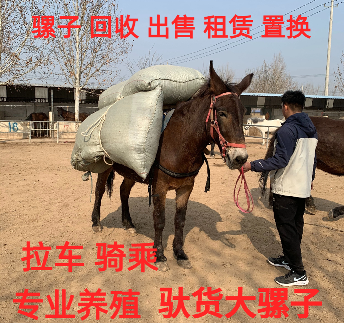 改良骡子活体托运活骡子