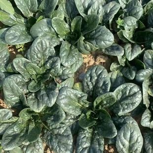 河南露天趴地菠菜新鲜菠菜趴地虎菠菜现挖现发矮杆霜冻菠菜