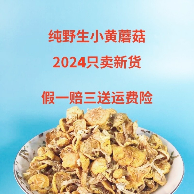 东北第一鲜野生阿尔山小黄蘑菇干小菇香菇兴安盟黄松蘑黄油蘑散装