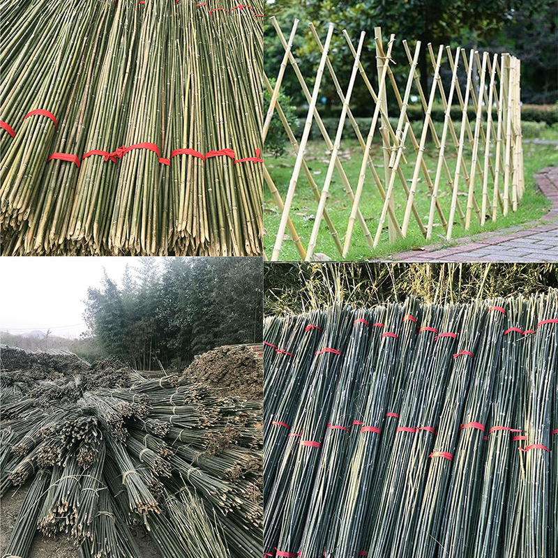 2米种菜园豆角架竹叶龙