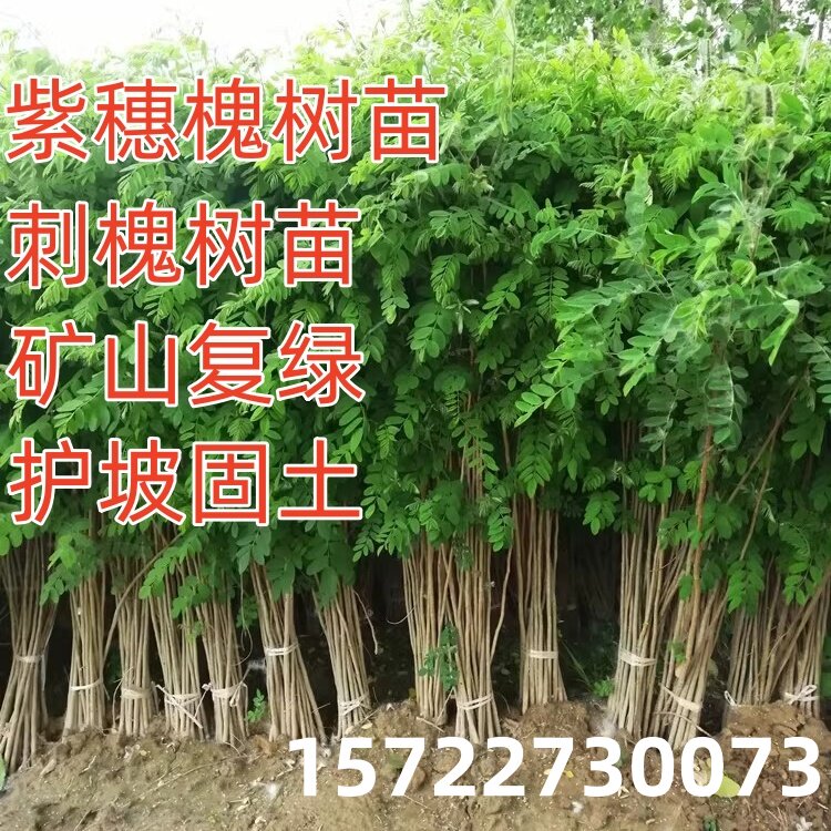 刺槐树苗紫穗槐树苗国槐树苗护坡固土矿山复绿荒山恢复绿化