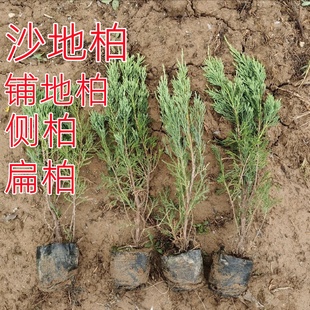龙柏树苗 侧柏树苗 地柏树苗 扁柏侩柏树苗荒山复绿化苗木