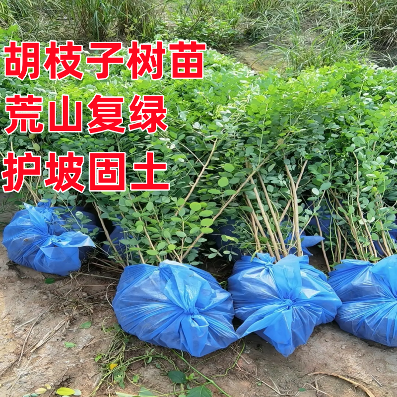胡枝子树苗锦鸡儿柠条防沙治理荒山复绿护坡固土耐寒耐旱绿化灌木