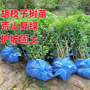 胡枝子树苗锦鸡儿柠条防沙治理荒山复绿护坡固土耐寒耐旱绿化灌木