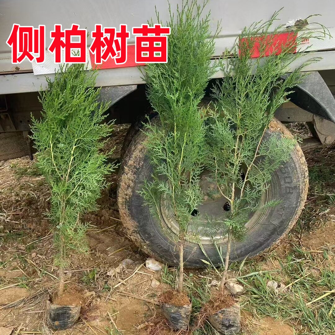 龙柏树苗 侧柏树苗 地柏树苗 扁柏侩柏树苗荒山复绿化苗木