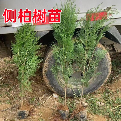 侧柏树苗龙柏地柏侩柏