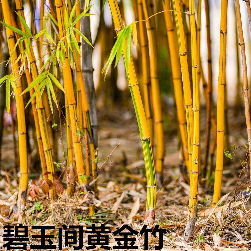 黄金竹碧玉间金镶玉竹青竹苗紫竹苗四季竹苗早竹发财竹篱笆墙植物