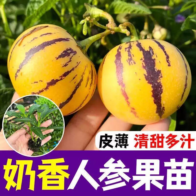 奶香人参果种苗黄心正宗圆果四季阳台盆栽