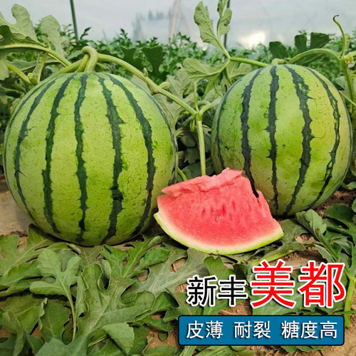 含糖早熟圆形西瓜种子