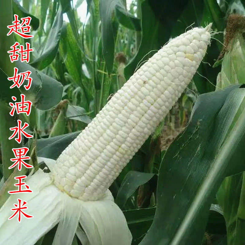 超甜白玉牛奶水果玉米种子大棒白色冰糖玉米籽孑生吃无渣四季包邮