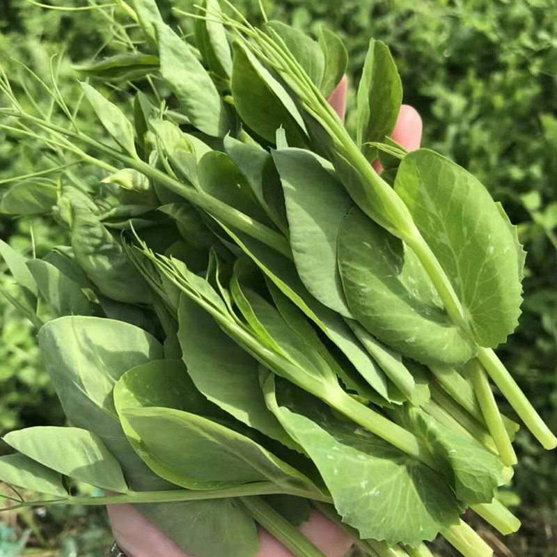 无须豌豆苗种子嫩豌豆尖种籽荷兰豆青菜种籽芽苗菜阳台盆栽蔬菜
