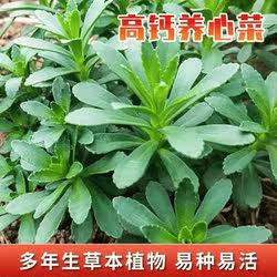 养心菜种子秧苗穴盆苗救心菜高钙菜三七草多年生四季特色蔬菜