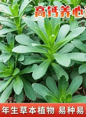 养心菜种子秧苗穴盆苗救心菜高钙菜三七草多年生四季特色蔬菜