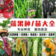 各种蔬菜苗大全番茄辣椒茄子西瓜黄瓜种子秧苗黑色圣女果四季 盆栽