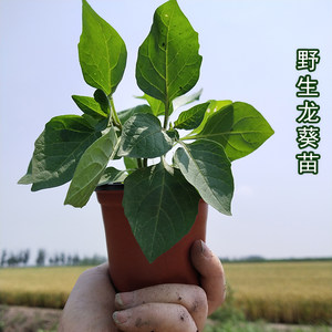 白花菜种子价格 白花菜种子图片 星期三