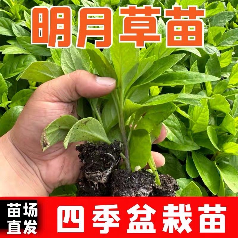 明月草苗降糖草白背菜神仙草鸡毛草长寿菜阳台,农用物资,蔬菜种子/种苗,淘宝优惠券,粉丝福利购,淘宝优惠卷