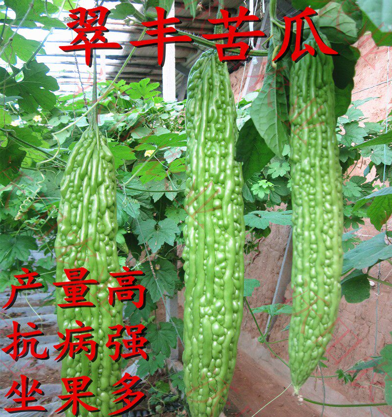 四季播蔬菜早熟翠丰苦瓜种子疙瘩绿耐热耐寒产量高阳台盆栽包邮
