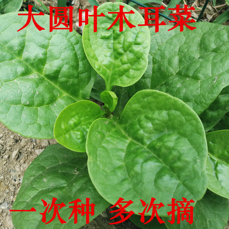 猪耳朵大叶木耳菜种子小青菜秧孑阳台盆栽菜种蔬菜籽四季菜苗抗病