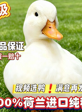 【视频选鸭】网红可达鸭子活宠物纯种柯尔鸭小幼崽青年成年赛S级