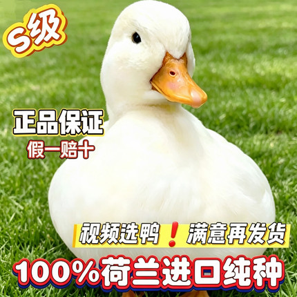 【视频选鸭】网红可达鸭子活宠物纯种柯尔鸭小幼崽青年成年赛S级