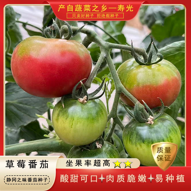 静冈之味高糖水果番茄种子西红柿四季高产抗病超甜多汁蔬菜种子