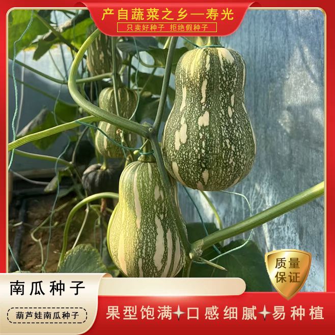 旺财葫芦娃南瓜巨型南瓜种子高产香甜软糯抗病毒蔬菜四季种植种籽