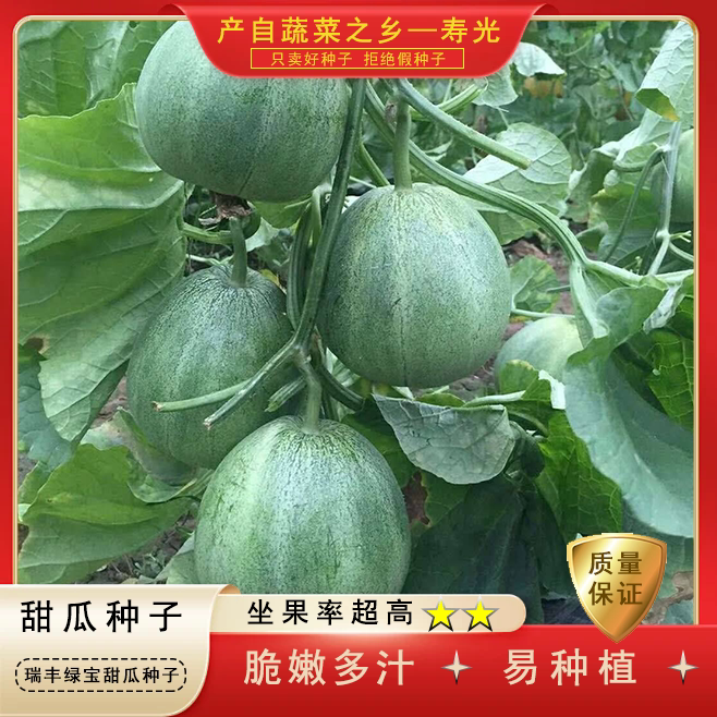 瑞丰绿宝甜瓜种子香甜脆嫩薄皮高产四季庭院阳台盆栽农家水果种籽