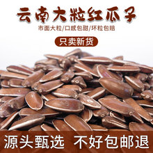 云南红皮瓜子生的新货生葵花籽原味精品特大颗粒回甜糯生瓜子礼盒