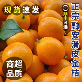 正宗广西融安滑皮金桔鲜果 冰糖小金桔 金橘孕妇水果当季现摘金柑