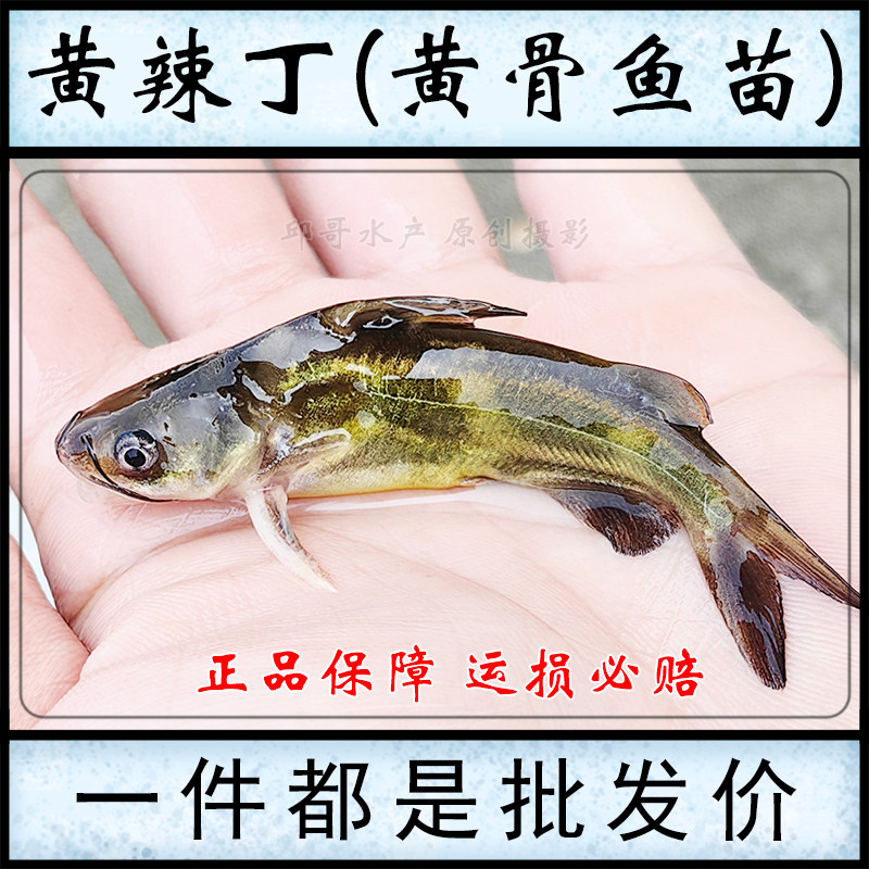 批发黄辣丁黄骨鱼苗冷水鱼黄鸭叫养殖黄古鱼黄颡鱼昂刺嘎鱼王骨鱼,宠物/宠物食品及用品,鱼,淘宝优惠券,粉丝福利购,淘宝优惠卷