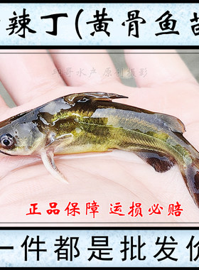 批发黄辣丁苗黄骨鱼黄颡鱼黄鸭叫