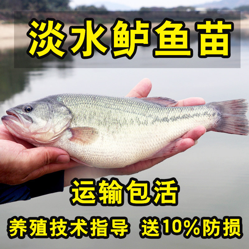 鲈鱼苗淡水加州鲈鱼苗鱼塘养殖路亚凶猛观赏鱼鲜活卢鱼苗七星海鲈