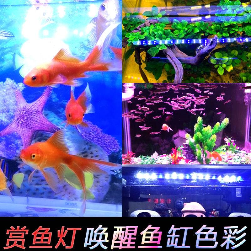 明鱼缸灯led灯照水族箱明水灯灯水草龙鱼潜排灯双三基色水中照灯 宠物/宠物食品及用品 照明器材 原图主图