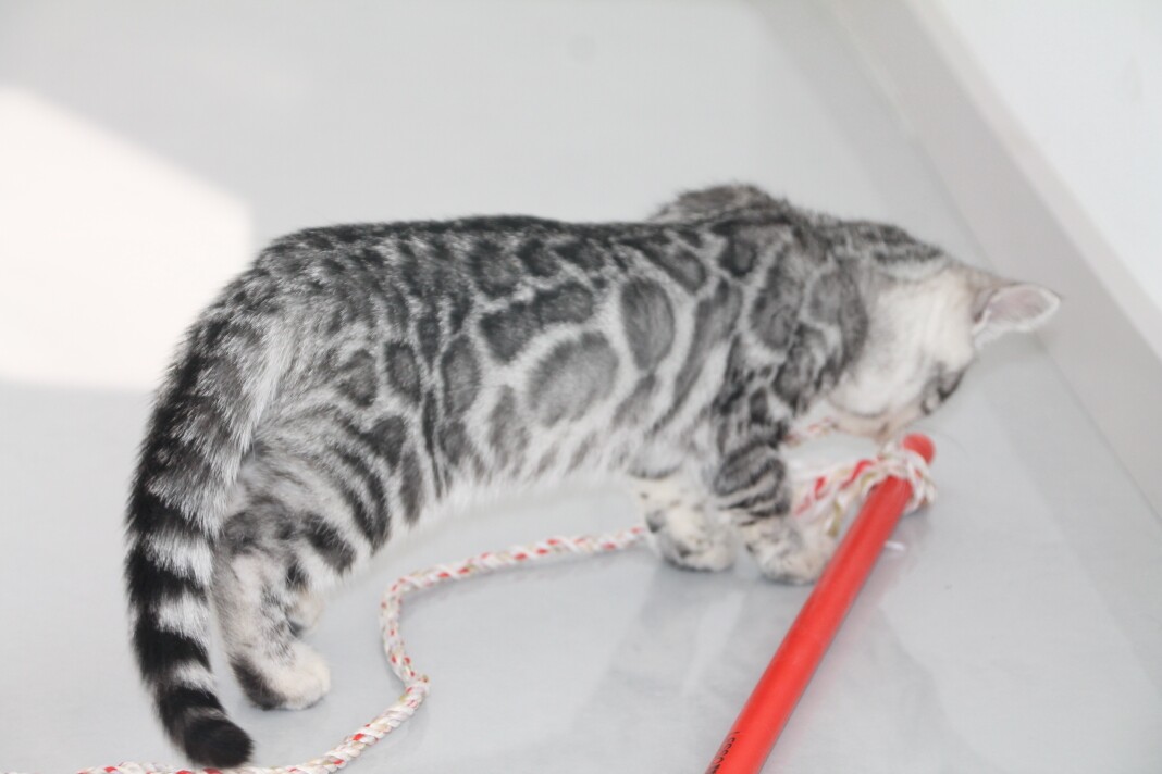 孟加拉豹猫雪豹短毛豹纹银豹金豹黄金豹幼猫双血统活体宠物猫猫舍