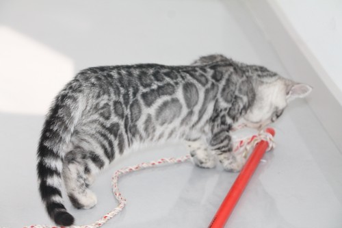 宠物猫银色金色孟加拉豹猫双血统