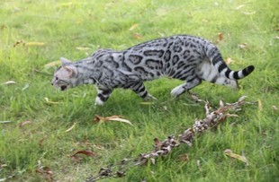 纯种孟加拉豹猫幼崽活体幼猫宠物猫咪玩具虎金银雪豹纹血统猫舍