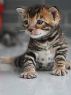 纯种孟加拉豹猫家庭繁育幼猫金豹玩具虎血统雪豹玫瑰纹短毛宠物猫