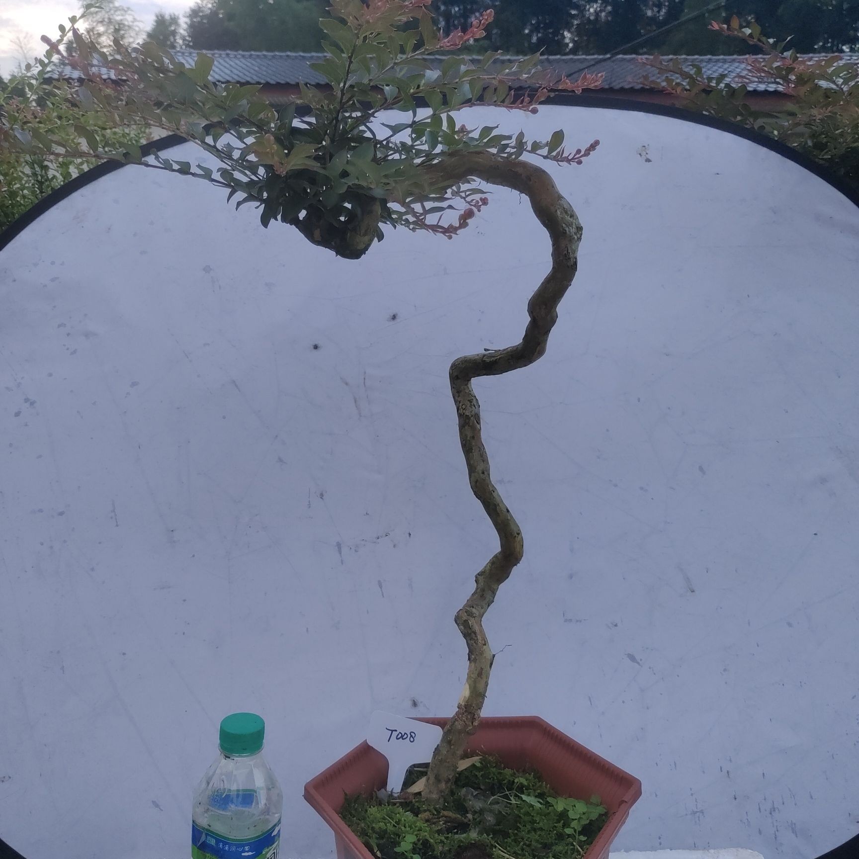 提根紫薇老桩盆景百日红高档阳台桌面绿植