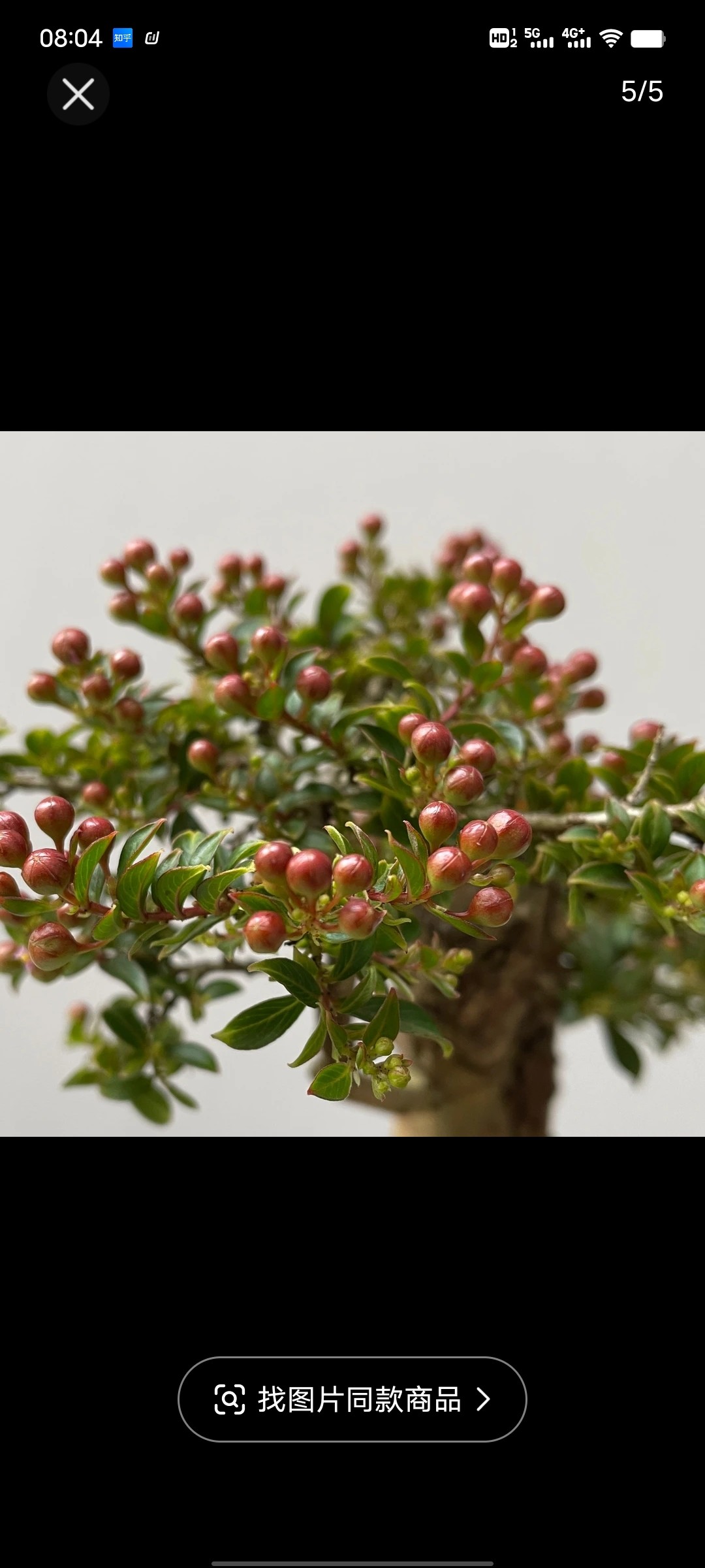 红花紫薇老桩盆景矮霸小盆栽树桩多肉植物