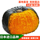 进口贝贝南瓜板栗新鲜孕妇宝宝辅食正宗日本栗面老瓜绿蔬菜 5斤装