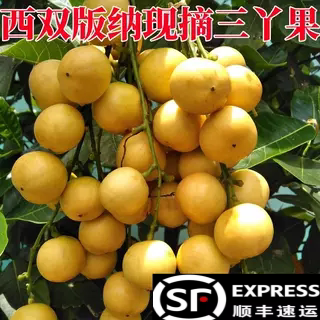 三丫果现摘木乃果罕见奇异野生孕妇酸甜水果顺风包邮