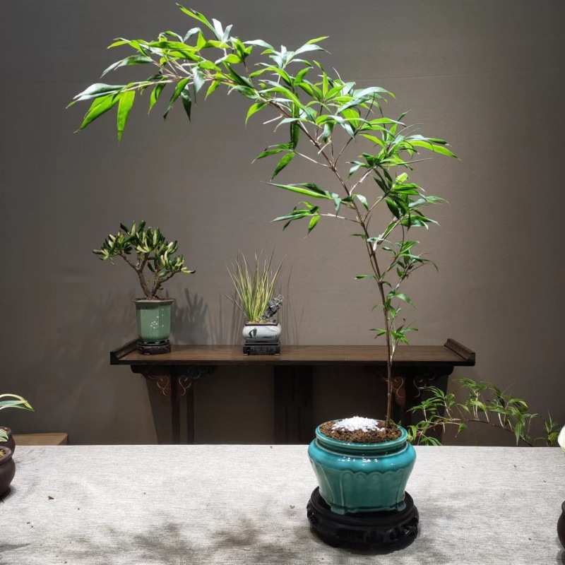 紫竹室内盆栽飘支紫寒竹盆景庭院室内桌面绿植微盆景竹子苗观赏竹