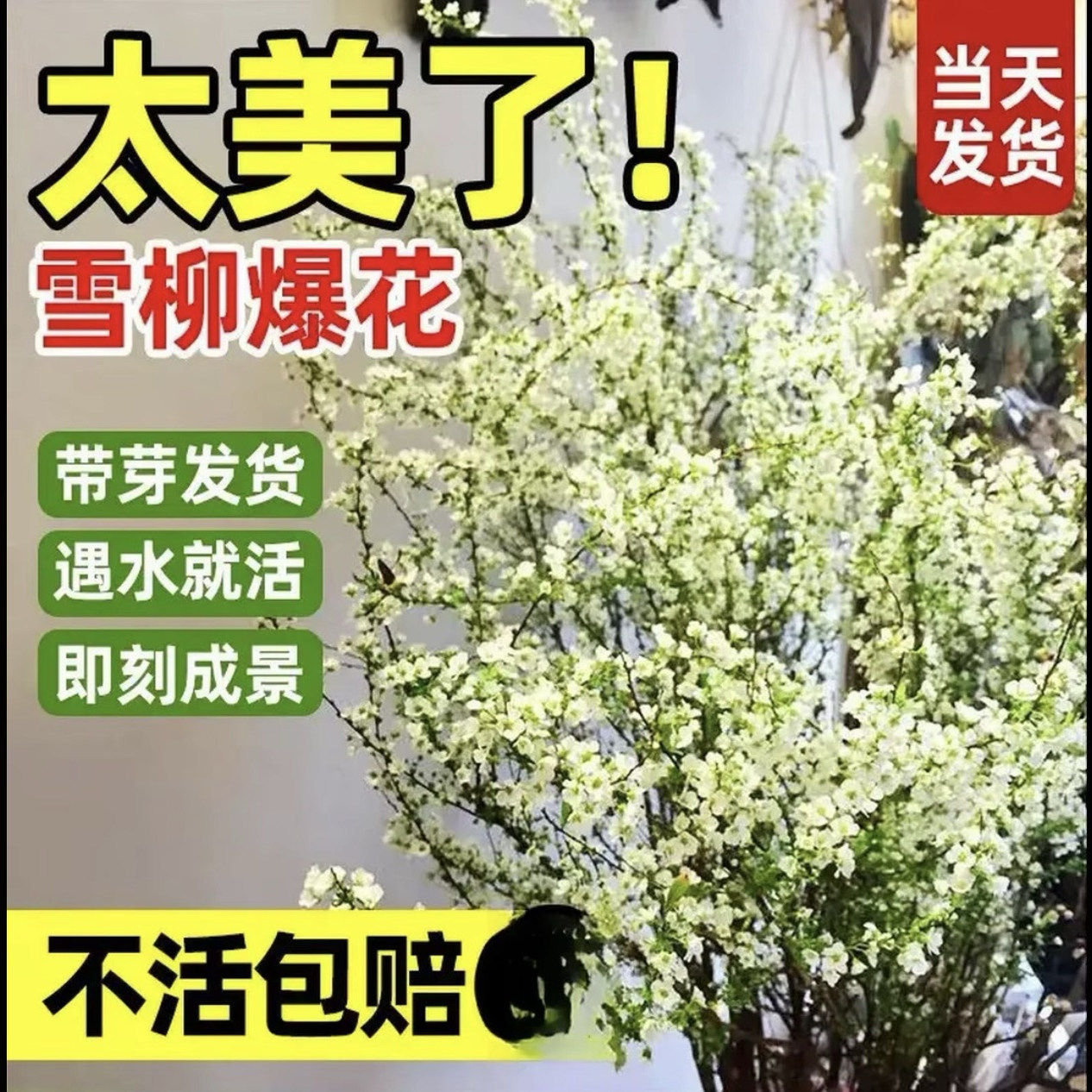 【带芽点SSS级买10枝送10枝】年宵花耐寒干枝水养雪柳遇水插水培