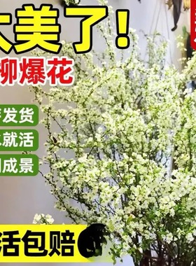 【带绿色芽点】年宵花耐寒鲜枝喷雪插花卉水培植物室内枯木逢春