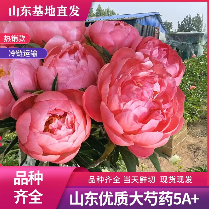 山东基地重瓣大花苞芍药牡丹鲜切花重瓣芍药水养花母亲节礼物推荐