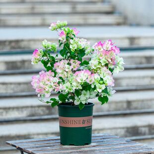 虹越绿樱重瓣三角梅四季开花盆栽大苗爬藤花卉植物阳台花树苗老桩