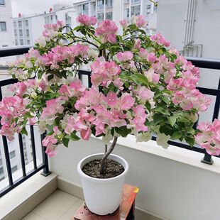 三角梅原盆原土云南紫盆栽带花循环开花植物阳台庭院好养活花卉