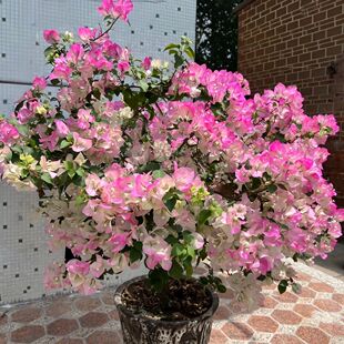 三角梅带花盆栽绿樱爬藤重瓣老桩四季开花大苗红樱安格斯庭院植物